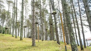 A forested area with tall trees and several birdhouses hanging from the branches.