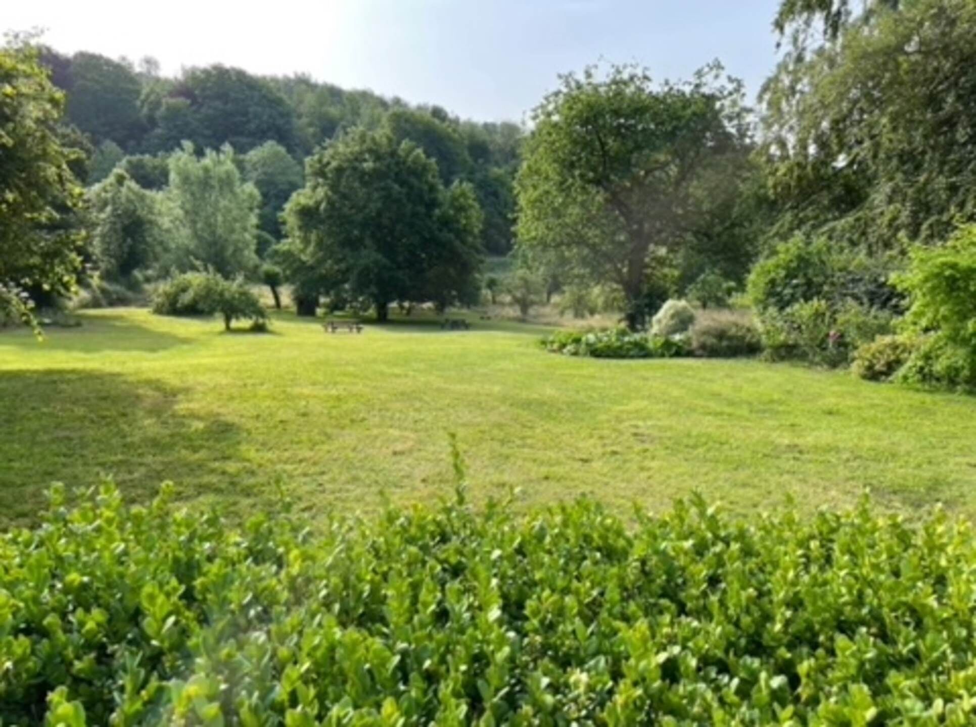A lush green field with trees in the background.