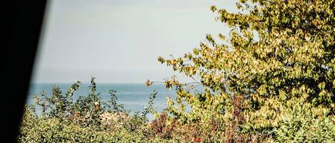 A view of a coastal landscape with dense foliage and a clear sky.
