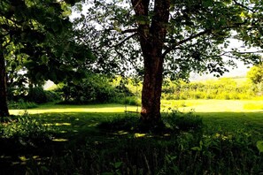 Eine natürliche Landschaft mit einer grünen Wiese, Bäumen und blauem Himmel.