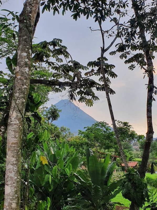 A tropical landscape with a mountain in the background, surrounded by dense foliage and trees.