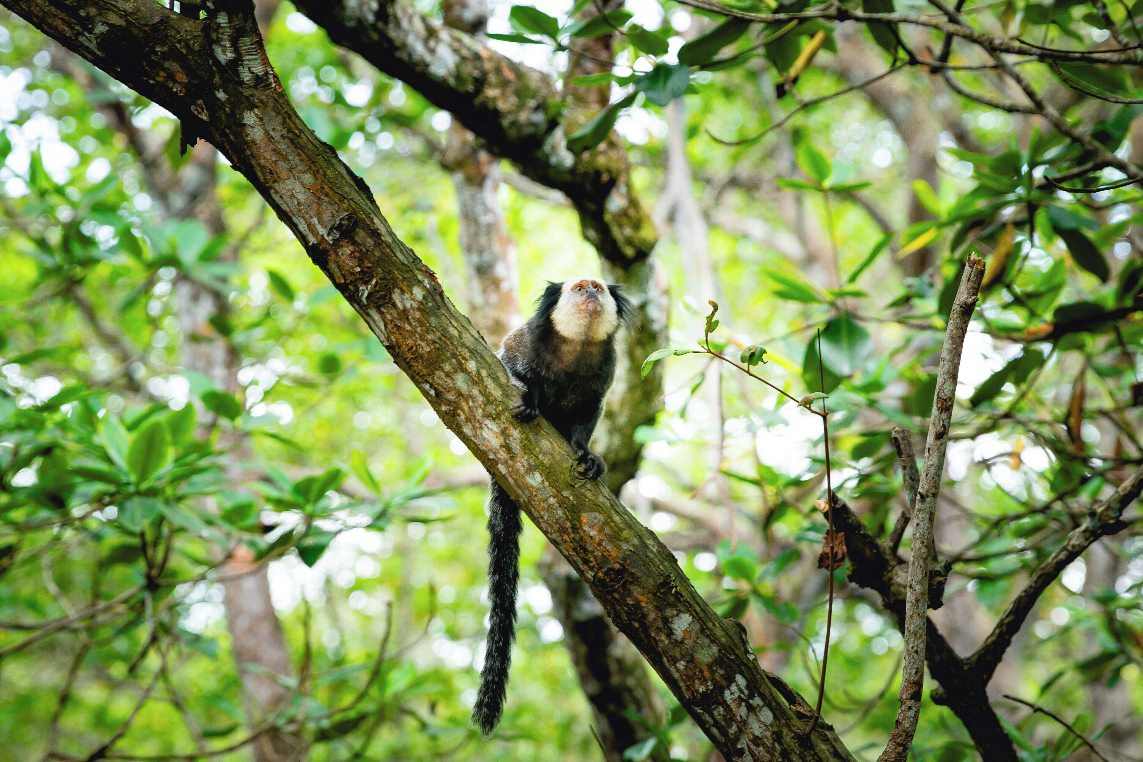 Photo - Arraial do Sol Beach Hotel