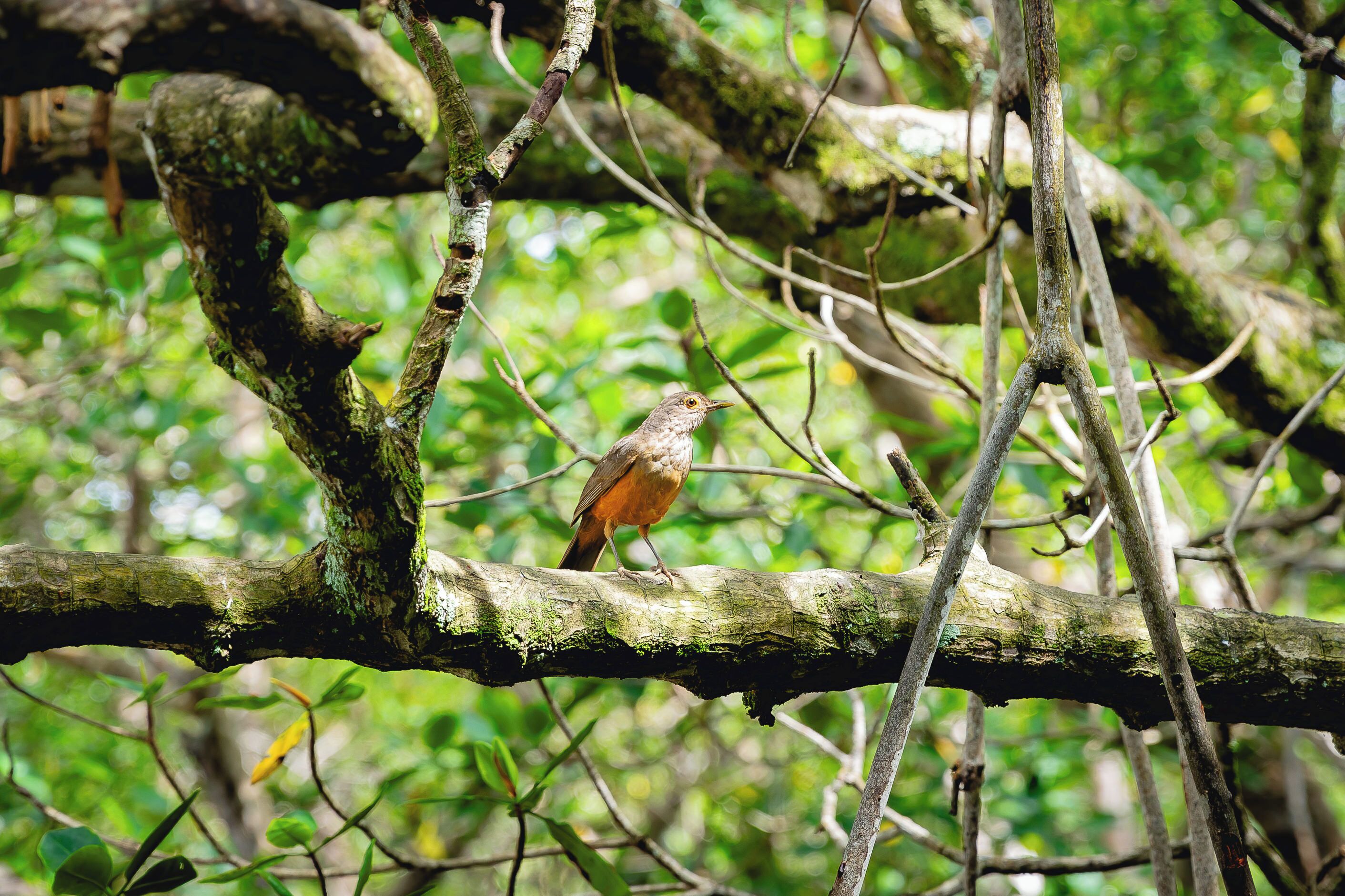 Photo - Arraial do Sol Beach Hotel
