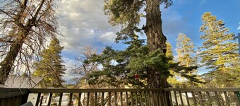 Charming& Cozy Cabin walking distance to downtown and trails