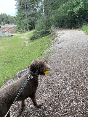 Guests can walk their pets along the gravel path surrounded by lush greenery and scenic views.