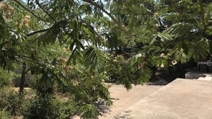 Un viale in cemento attraversa un giardino rigoglioso, ricco di verdeggiante vegetazione e alberi.