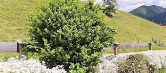 Renovated vacation apartment Rosi in the 1st mountaineering village in Germany Ramsau