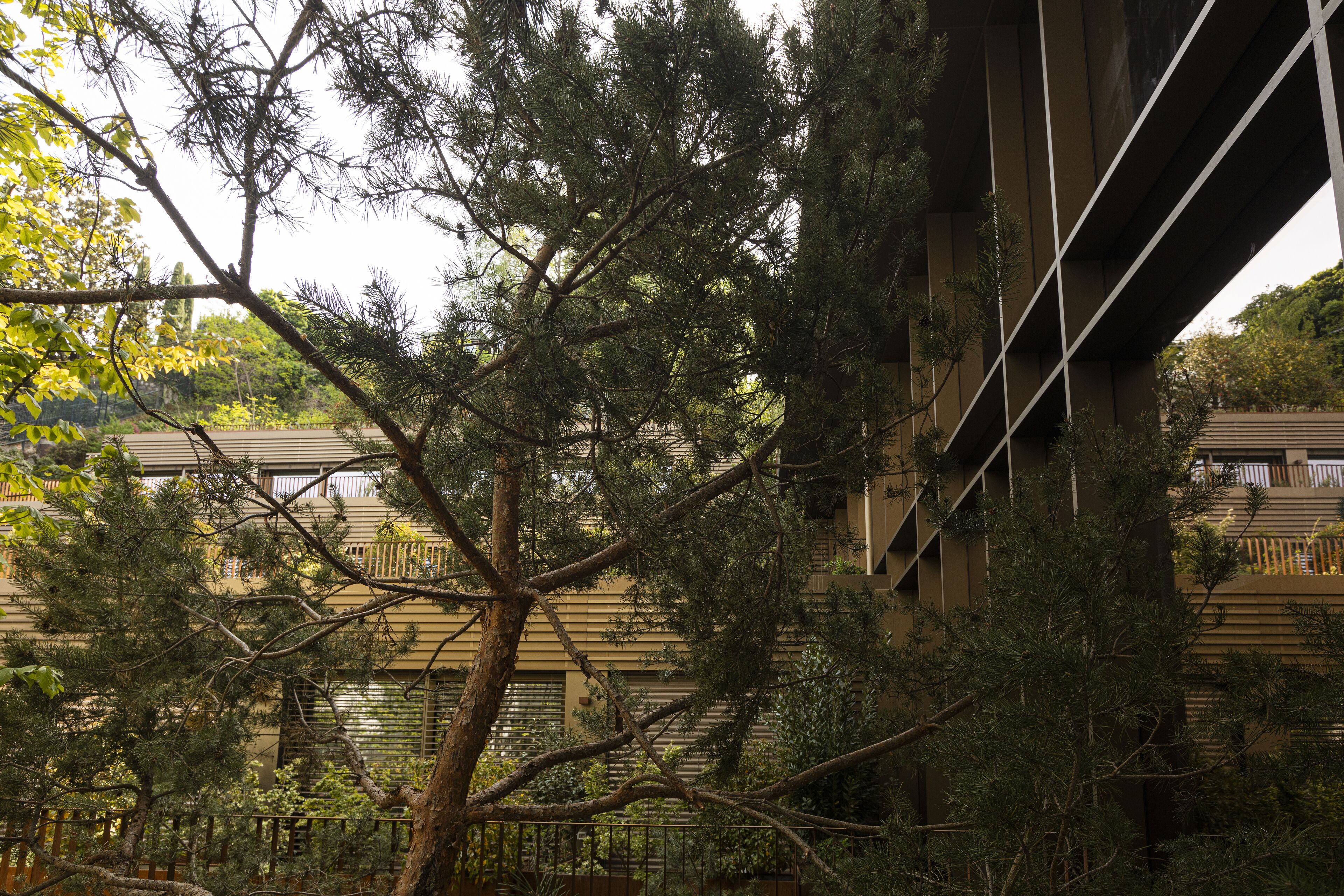 Un árbol frente a un edificio con balcón.