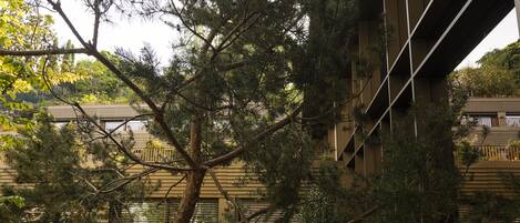 Un árbol frente a un edificio con balcón.