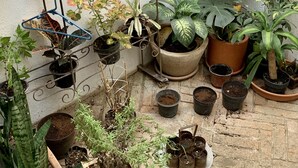 Variedad de plantas en macetas dispuestas sobre un patio de ladrillo frente a una pared blanca.