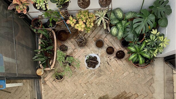 Un jardín en la azotea con diversas plantas en macetas y una pequeña fuente de agua.