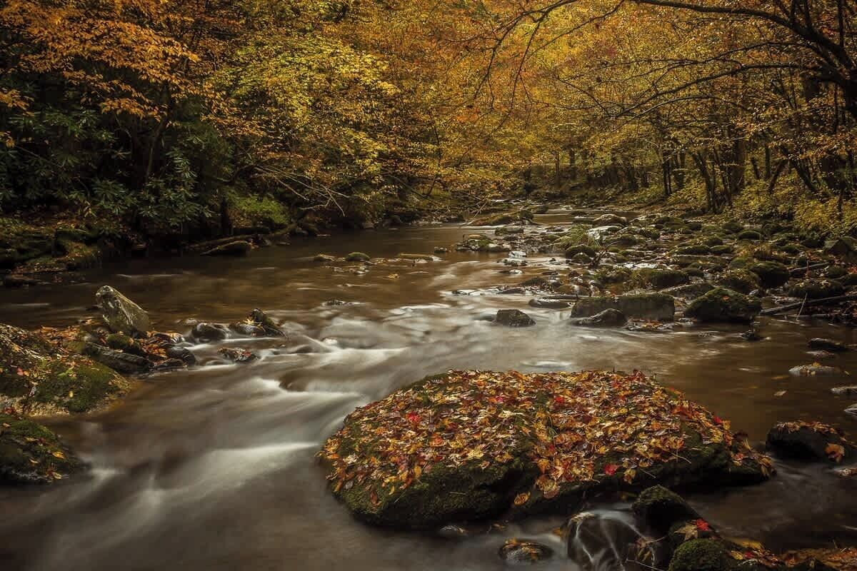 Ein Fluss fließt durch einen Wald mit Felsen, bedeckt mit Herbstlaub.