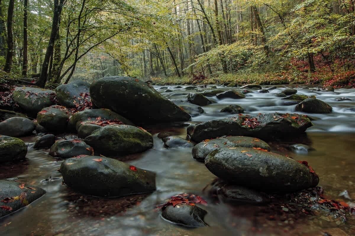 A forest stream with large rocks and trees.