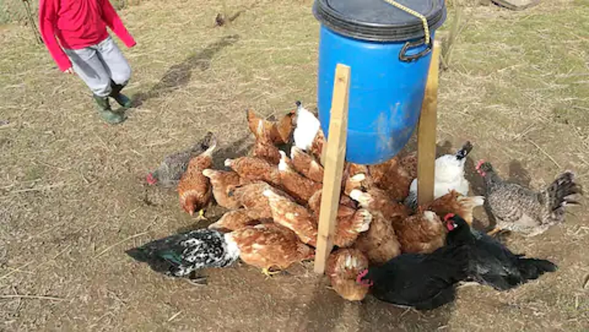 Un groupe de poules s’était rassemblé autour d’un baril bleu, près d’un bâton en bois.