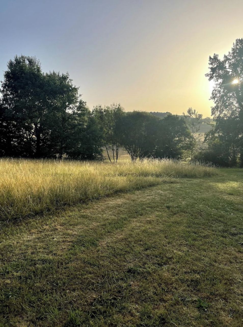 A grassy field with trees in the background.