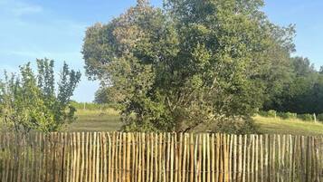 Ein Bambuszaun in einem grasbewachsen Feld mit einem großen Baum im Hintergrund.