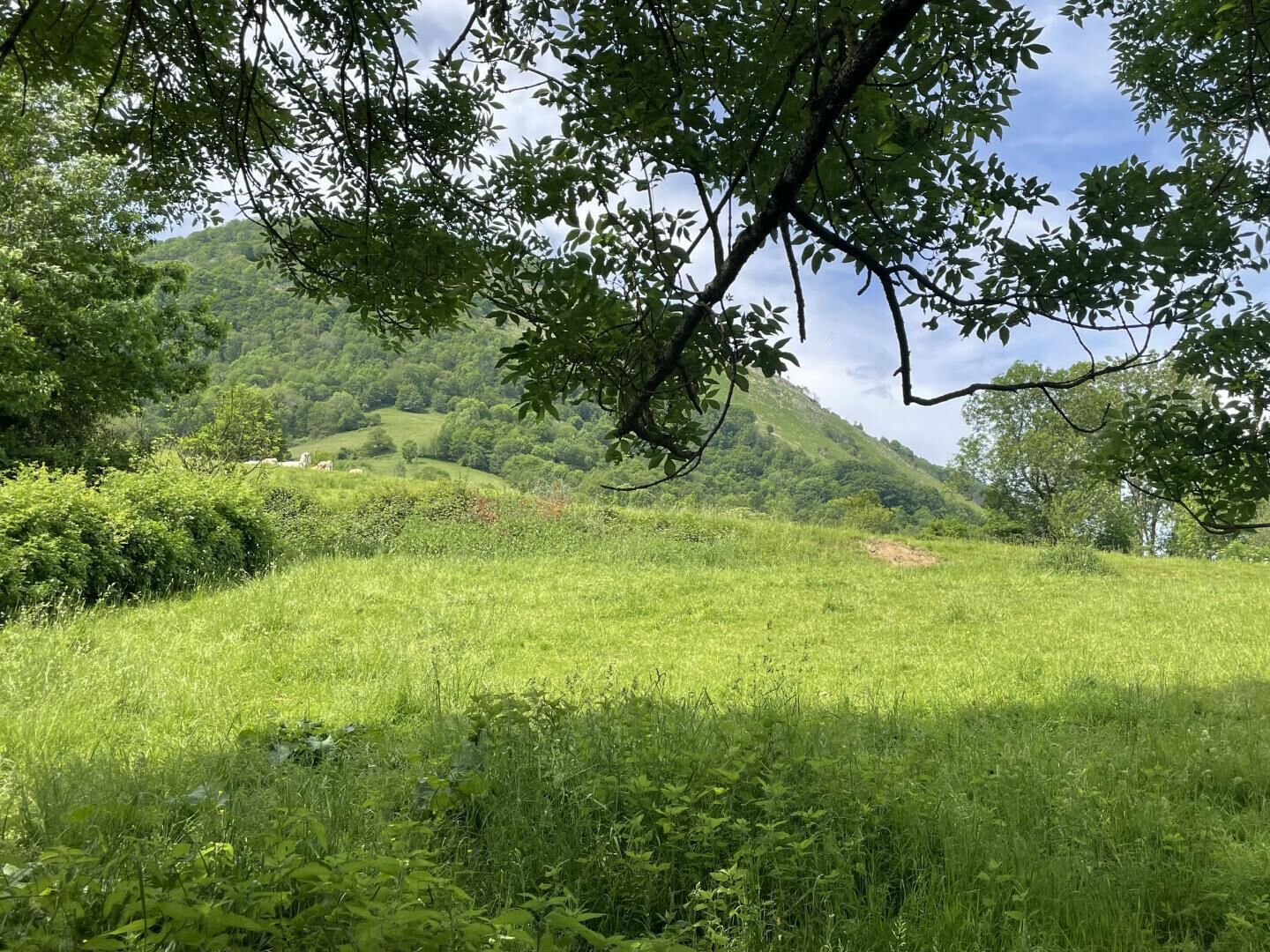 A lush green field with a hill in the background.