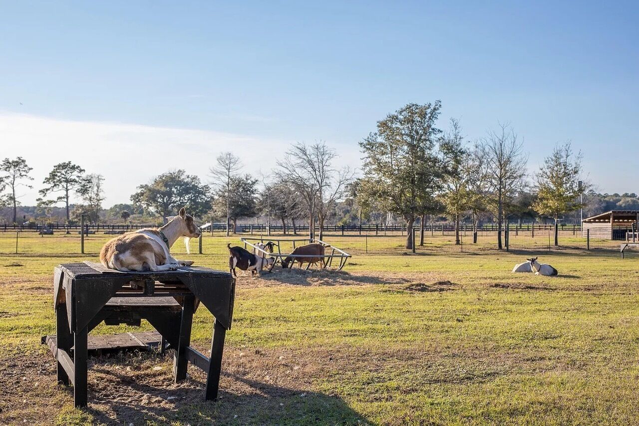 A rural landscape with a wooden table, a dog, and grazing animals in a fenced field.