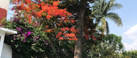 Alberca al aire libre y alberca climatizada
