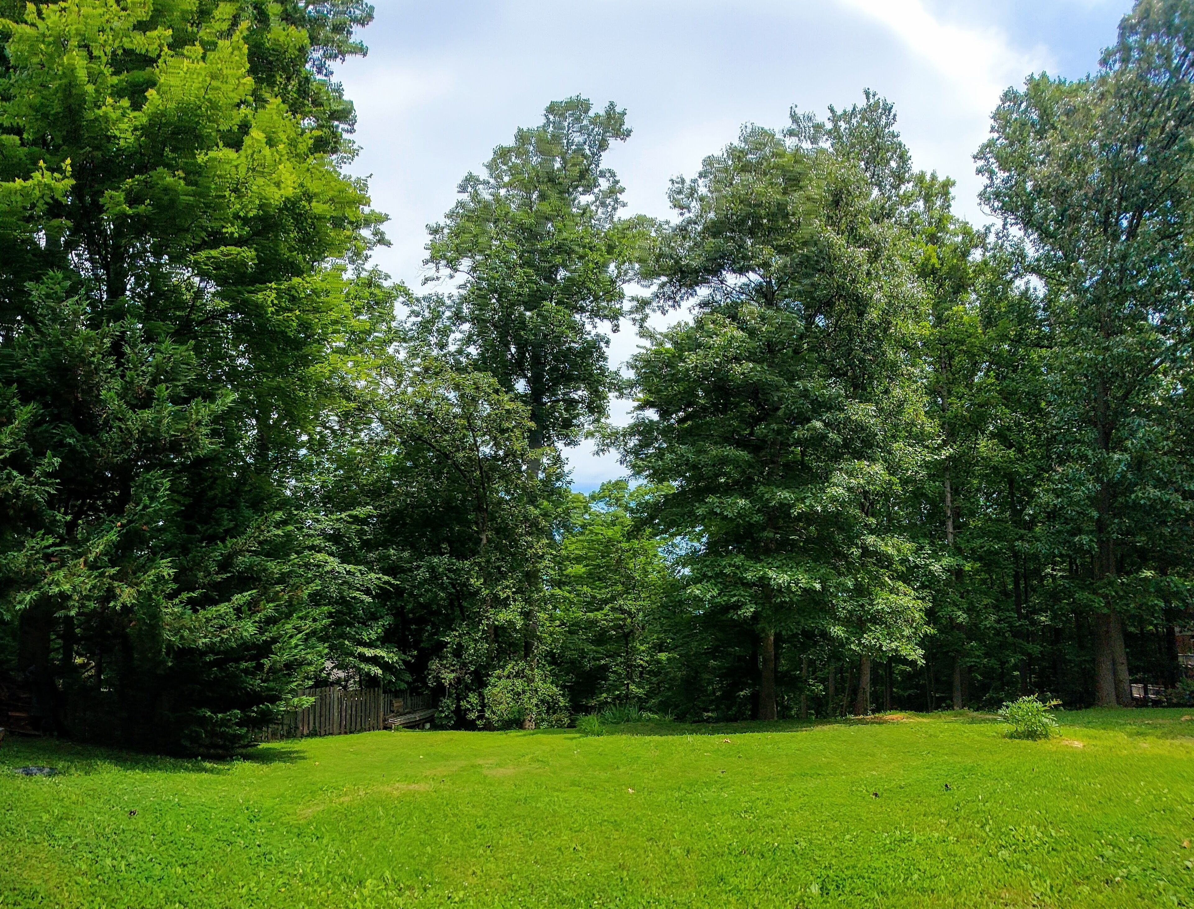 Un champ herbeux, avec de grands arbres et une clôture en bois en arrière-plan.