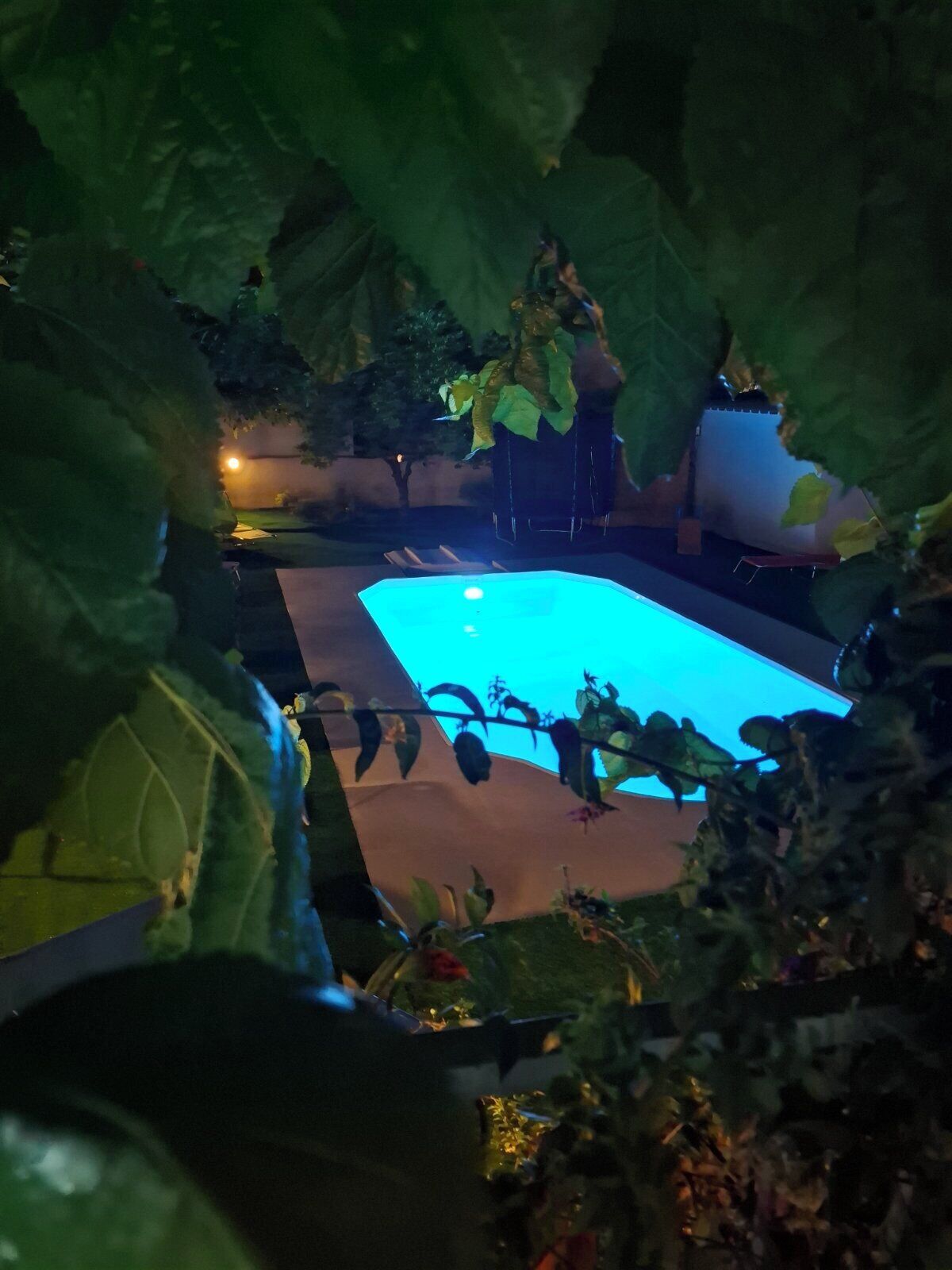 A swimming pool surrounded by foliage.