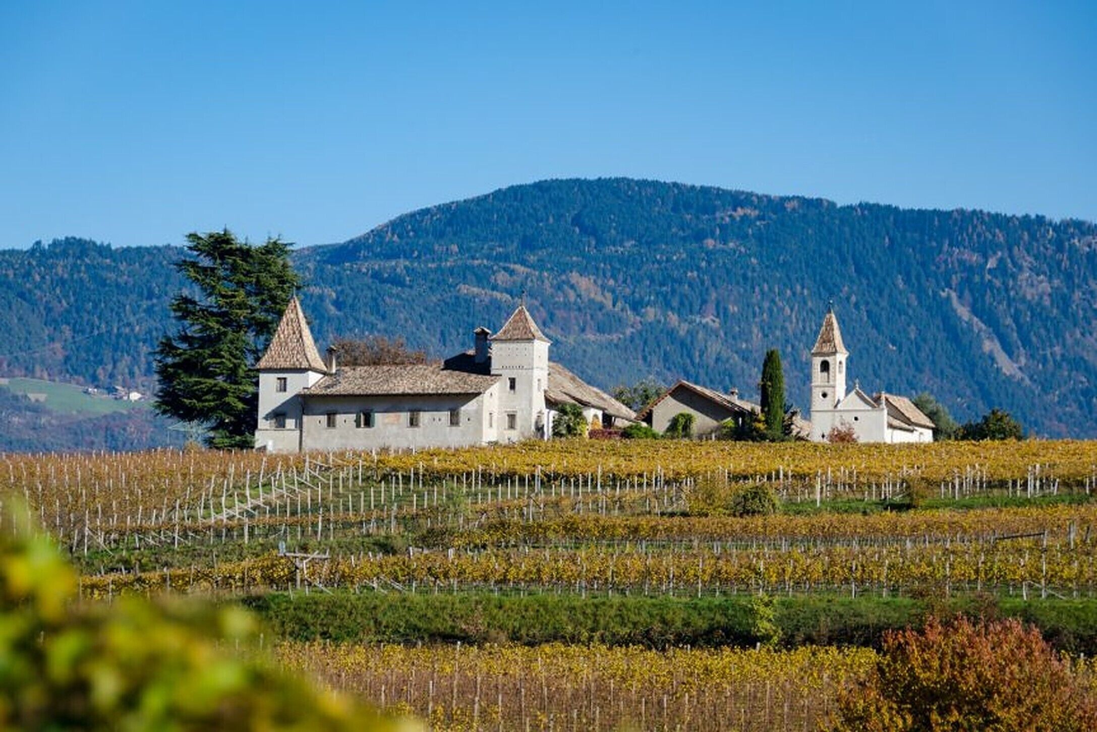 Viñedo con edificios y una montaña al fondo.