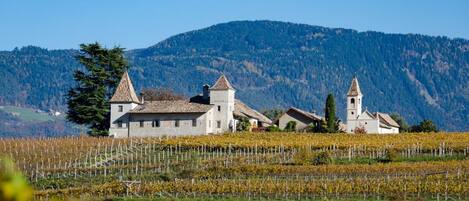 Viñedo con edificios y una montaña al fondo.