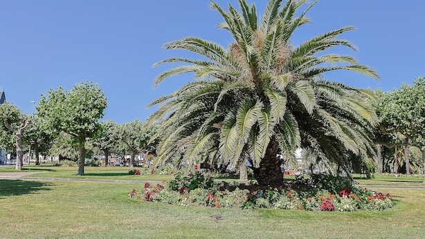 Un parque con una palmera grande rodeada de flores y césped.