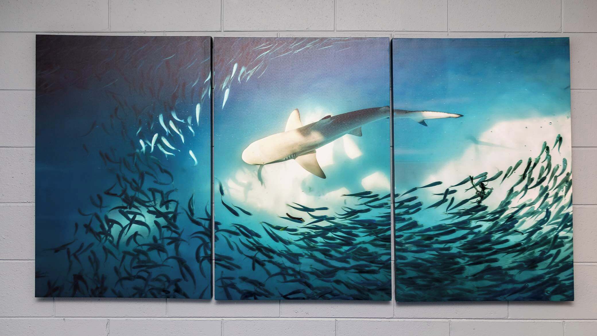 Une œuvre d’art composée de trois panneaux représentant un requin nageant au-dessus d’un banc de poissons.