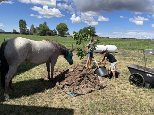 Un caballo de pie en un campo mientras dos personas cavan tierra.