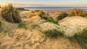 Ein sandiger Strand mit Dünen und spärlicher Vegetation.