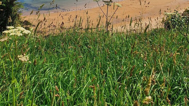 A beach with clear blue water, a sandy shore, and green vegetation in the foreground. - Comfortable, modern cottage that sleeps up to 6. Ideal hub to explore Northumberland! (Morpeth)