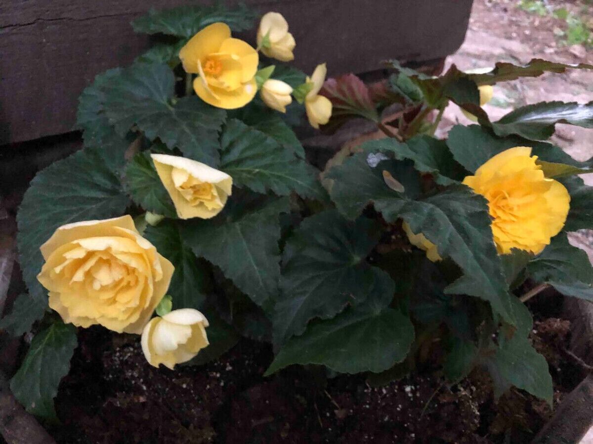 Utvendig detalj