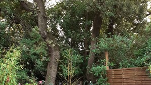 Un jardin agrémenté d’une clôture en bois, d’un espace extérieur avec des sièges blancs et d’une variété de plantes et d’arbres.