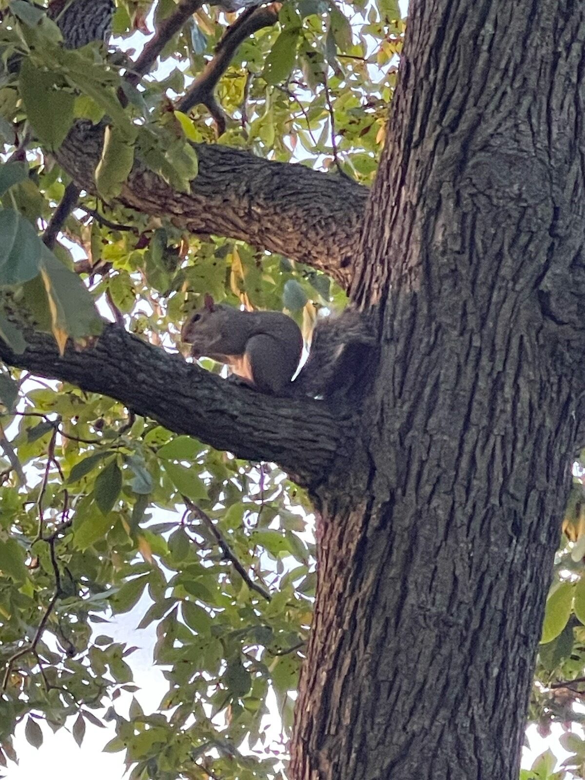 Un árbol con una ardilla sobre una rama.