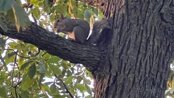 Un árbol con una ardilla sobre una rama.