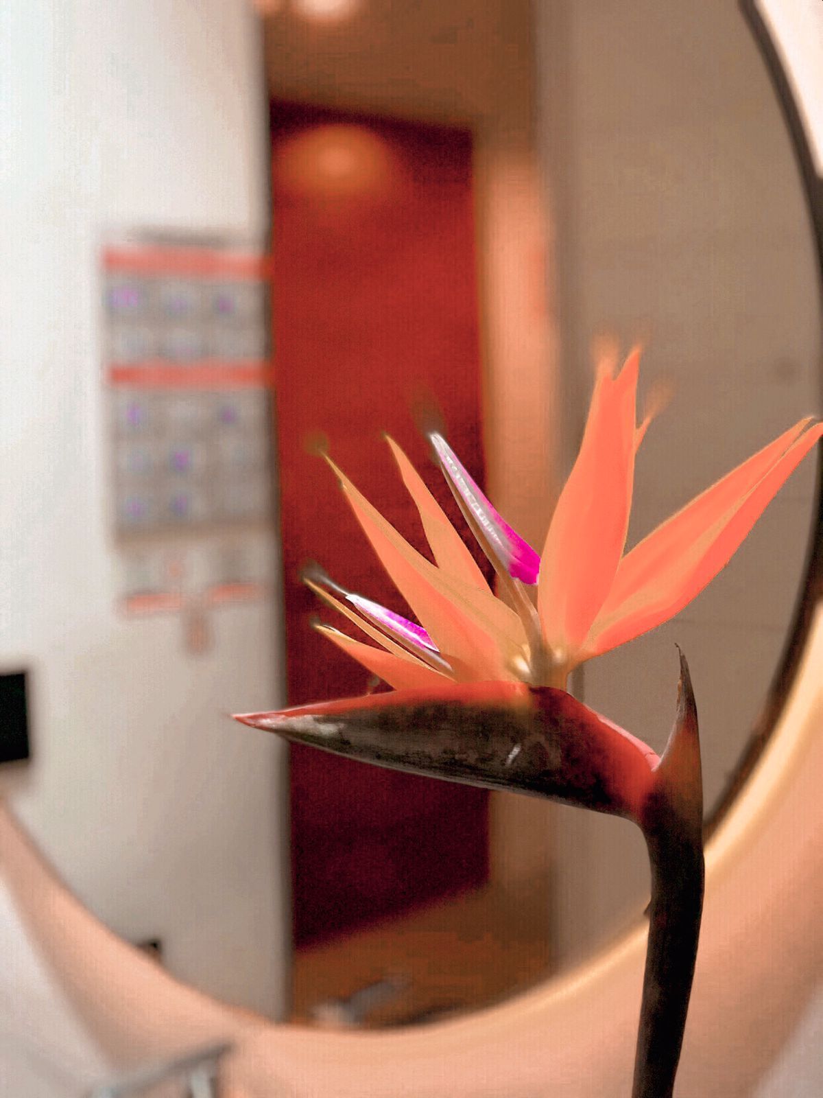 Primer plano de una flor de ave del paraíso con un espejo curvo al frente.