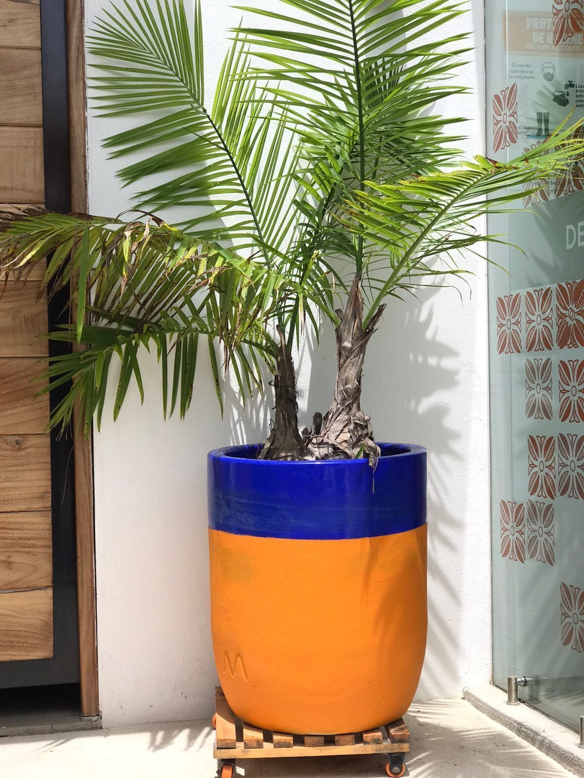 Una planta en maceta con un tiesto azul y naranja sobre un palet de madera frente a un edificio con pared blanca y puerta de vidrio con un diseño geométrico.