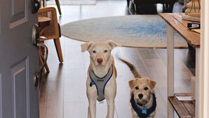 Un perro de pie en un umbral, con vista a una sala de estar y un ventanal grande.