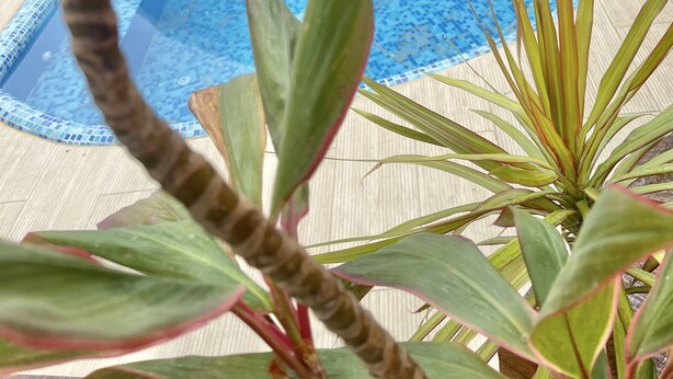 A swimming pool with a tiled edge and a wooden deck surrounding it. - St Ann's Guest House Ltd. (Port of Spain)