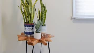 Sunburst mirror and snake plant