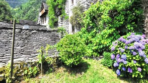 A stone building with a rustic charm, surrounded by lush greenery and a small bush with purple flowers. - Rustico Caterina - Corippo, Corippo, Val Verzasca, Switzerland (Corippo, Val Verzasca)