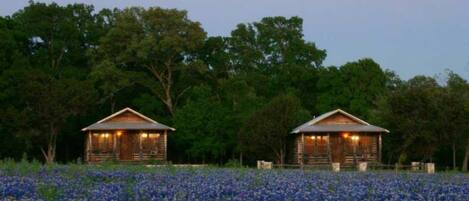 Two wooden cabins in a field of blue flowers with trees in the background.