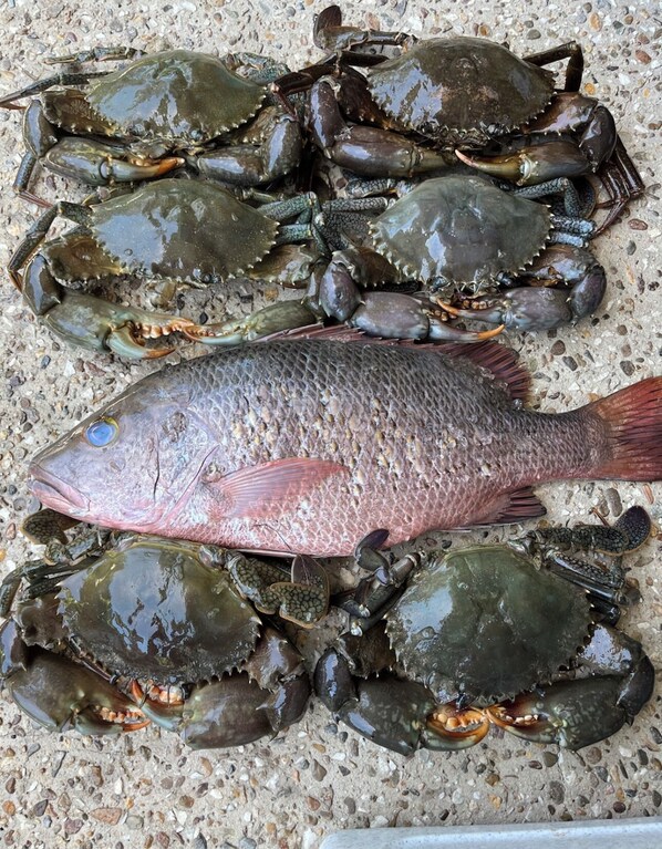 A collection of crabs and a fish on a textured surface. - Toogoom Retreat - Waterfront- 3BR- WIFI - Ducted Aircon- Natural Boat Ramp (Toogoom)