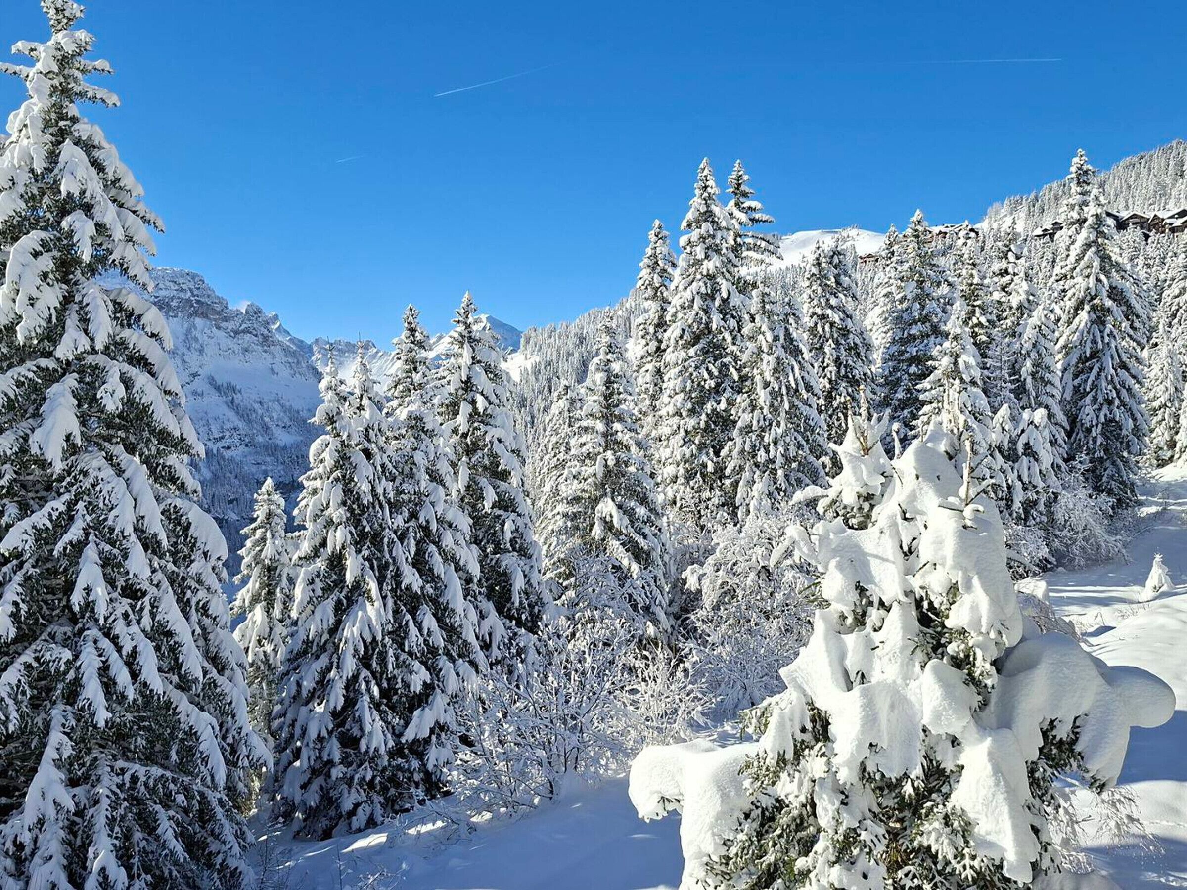 Un bosque nevado con densos árboles de hoja perenne y un cielo azul despejado.