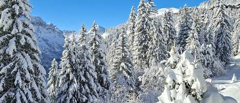 Un bosque nevado con densos árboles de hoja perenne y un cielo azul despejado.
