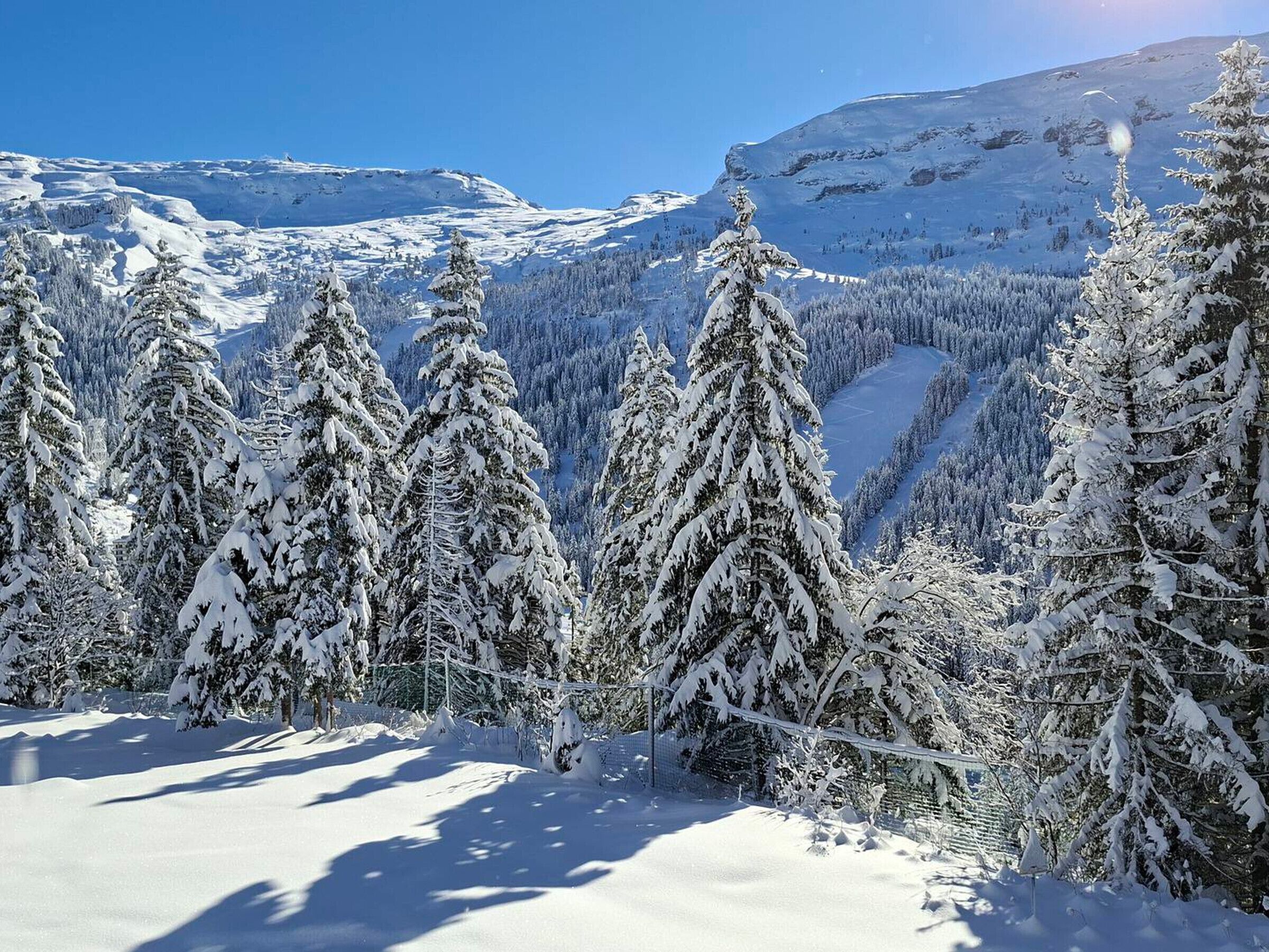 A snowy mountain landscape with evergreen trees and a clear blue sky.