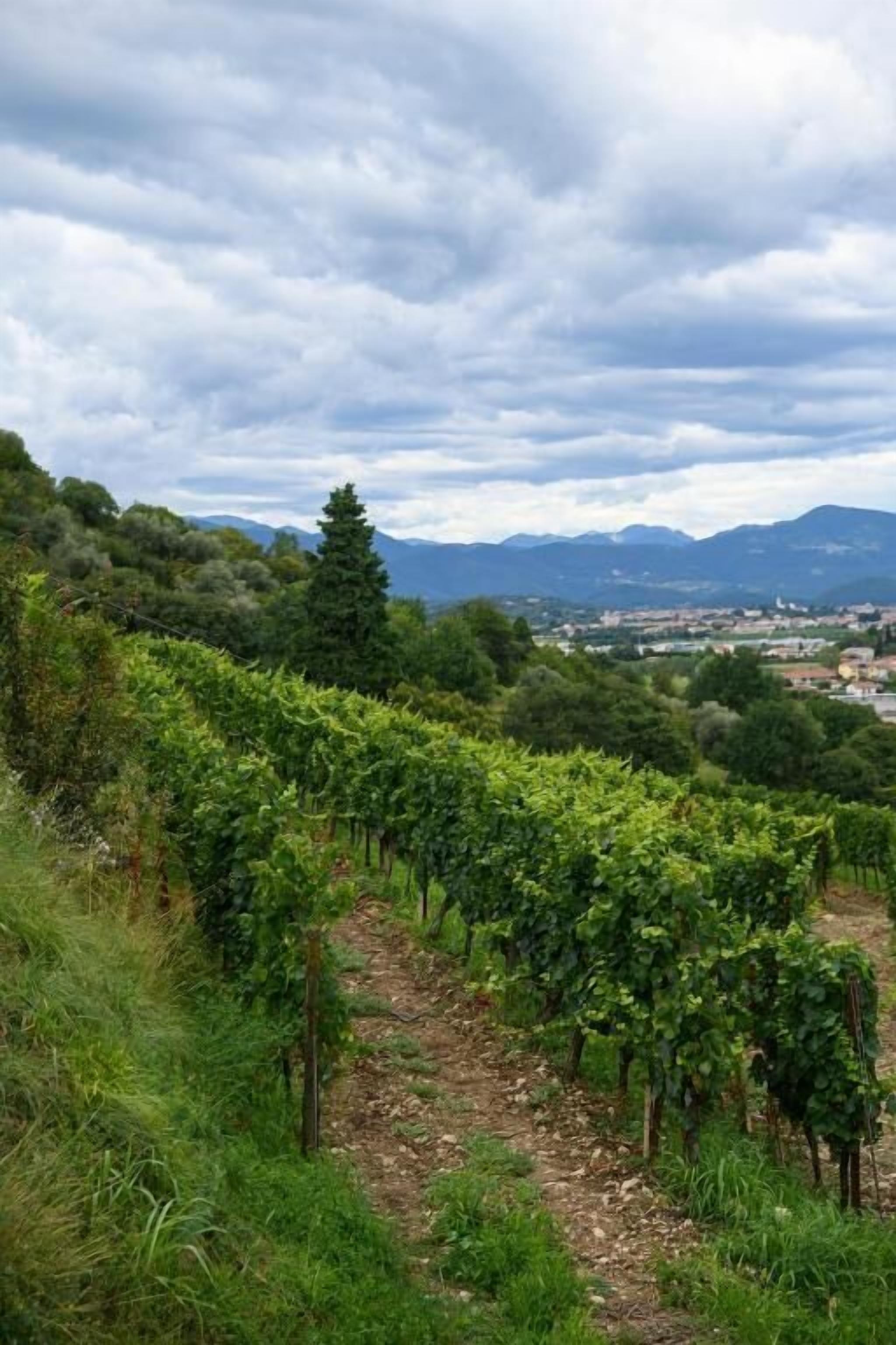 Viñedo con hileras de vides y un sendero que las atraviesa.