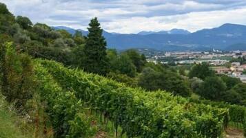 Viñedo con hileras de vides y un sendero que las atraviesa.