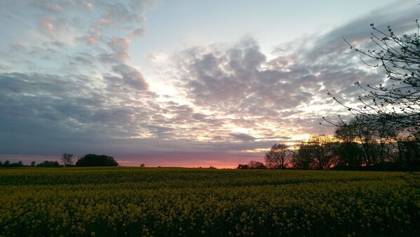 A field of yellow flowers under a cloudy sky with the sun setting in the distance.